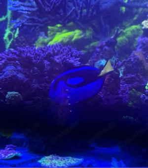 Palettendoktor - Paracanthurus hepatus