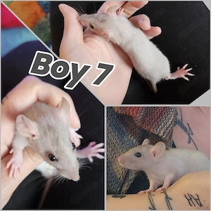 Ratten Babys Boys super süß, sehr handzahm und kinderlieb 