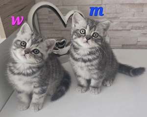 BKH Kitten Kätzchen Babykatze Männchen Weibchen 