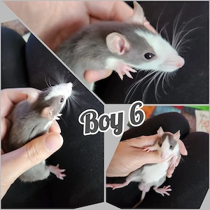 Ratten Babys Jungs super verschmust und total kinderlieb 