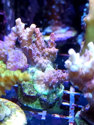 Korallenableger Korallen Meerwasser 