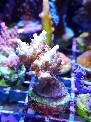 Korallenableger Korallen Meerwasser 