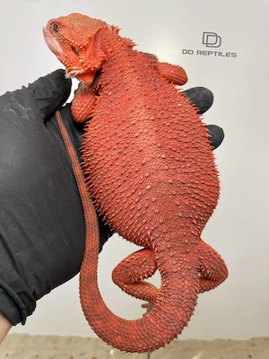 Bartagamen Weibchen (Pogona vitticeps) Half red Monster half extreme red Hypo partial Trans