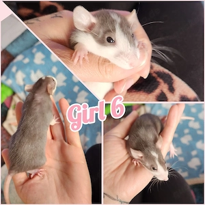 Ratten Babys Girls super süß, sehr handzahm und kinderlieb 