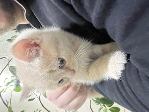 Wunderschöne BKH Kitten, Britisch Kurzhaar Kitten  Bild 2