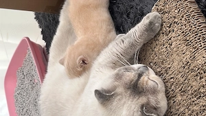 Wunderschöne BKH Kitten, Britisch Kurzhaar Kitten  Bild 4