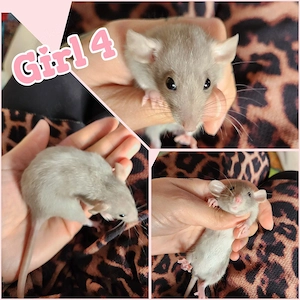 Ratten Babys Girls super süß, sehr handzahm und kinderlieb 