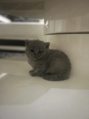 Wunderschöne BKH Kitten, Britisch Kurzhaar Kitten  Bild 7