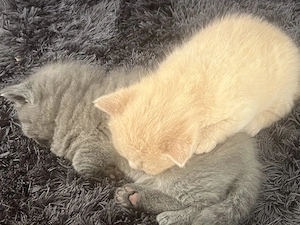 Wunderschöne BKH Kitten, Britisch Kurzhaar Kitten  Bild 3