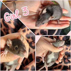 Ratten Babys super hübsch, absolut Handzahm, gesund und bestens sozialisiert 