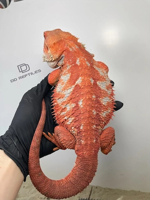 Bartagamen Männchen (Pogona vitticeps) Extreme red Hypo blue Tiger