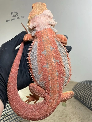 Bartagamen Männchen (Pogona vitticeps) red Hypo Dunner full blue Tiger 