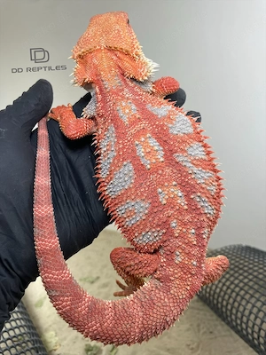 Bartagamen Männchen (Pogona vitticeps) Red Hypo blue Tiger visual stripe