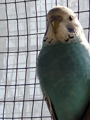 Wellensittich,  Jungtier