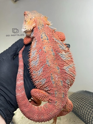 Bartagamen Weibchen (Pogona vitticeps) Half red Monster Hypo high blue Tiger