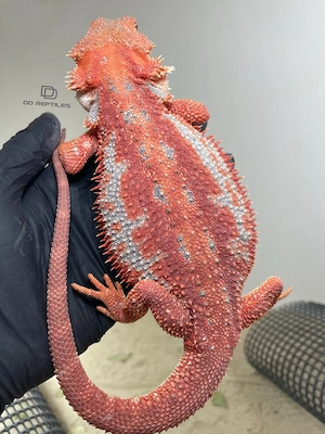 Bartagamen Weibchen (Pogona vitticeps) Extreme red Hypo Dunner high blue Tiger