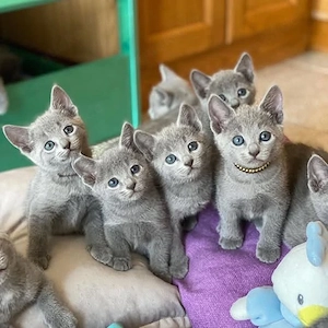 Russisch, Blau Kitten, in gute Hände