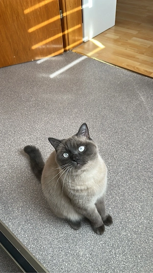 BKH Blue Point Kater Bild 4