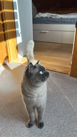 BKH Blue Point Kater Bild 3
