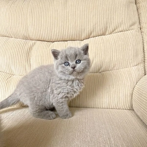 BKH kitten abholberit 