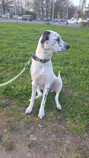 hübsche Nala sucht Zuhause 