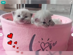 * Ragdoll Kitten suchen ein neues Zuhause * 