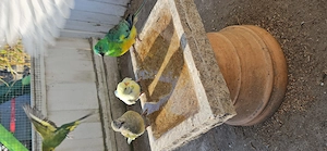 Singsittich Pärchen 