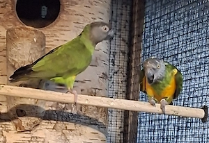 ZP. Mohrenkopfpapageien