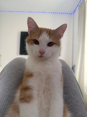 Kater sucht drigend ein Zuhause 