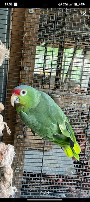 Suche Papagei Vogel 1.1 paar