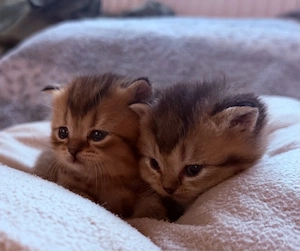 bkh kitten reinrassig golden shaded with blue