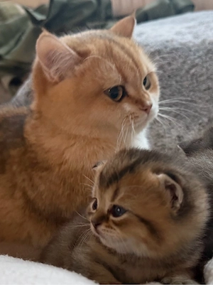 bkh kitten reinrassig golden shaded with blue