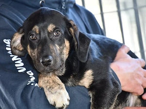 Bricko sucht sein Zuhause (noch auf Sardinien)