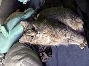 Ausgewachsenes BKH Mischlingsweibchen