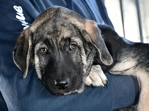 Bueno sucht sein Zuhause (noch auf Sardinien)