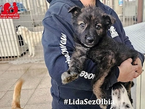 Doghino sucht sein Zuhause (noch auf Sardinien)