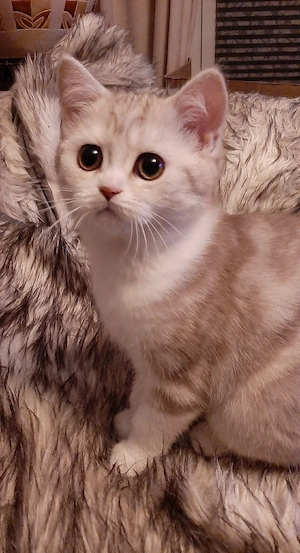 ! Reserviert! Dieses zauberhafte Kätzchen möchte eine neue Welt erobern 