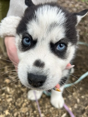 Siberian Husky Welpen Verspielt und zutraulich Alle Dokumente Vorhanden