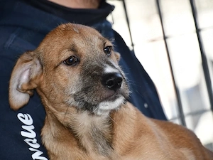 Blake sucht sein Zuhause (noch auf Sardinien)