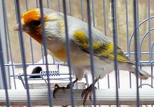 Steglitz+Kanarien Mischling 