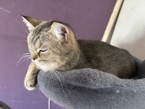 Ausgewachsenes BKH Mischlingsweibchen