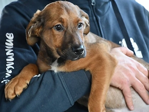 Blaze sucht sein Zuhause (noch auf Sardinien)