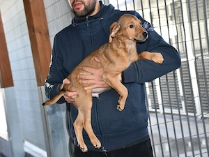 Blu sucht sein Zuhause (noch auf Sardinien)