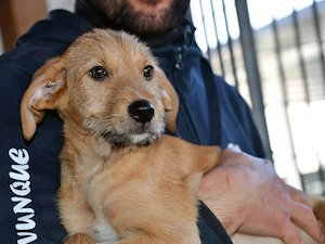 Boby sucht sein Zuhause (noch auf Sardinien)
