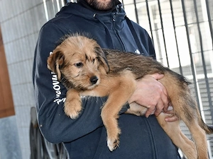 Babel sucht ihr Zuhause (noch auf Sardinien)
