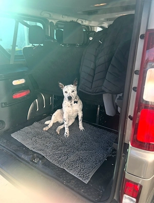 schweren Herzen sucht Pepe ein zuhause 