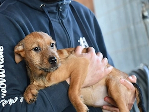 Brandy sucht ihr Zuhause (noch auf Sardinien)