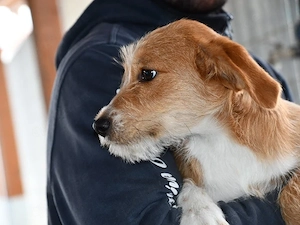 Taki sucht sein Zuhause (noch auf Sardinien)