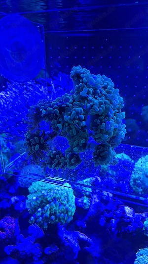 Meerwasser Aquarium Korallen Ableger lps Euphyllia Paraancora 