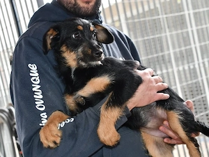 Thora sucht ihr Zuhause (noch auf Sardinien)